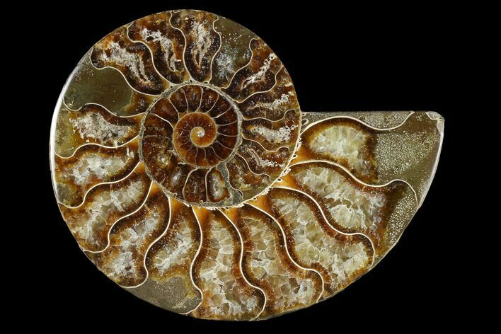 Agatized Ammonite Fossil (Half) - Madagascar #114918